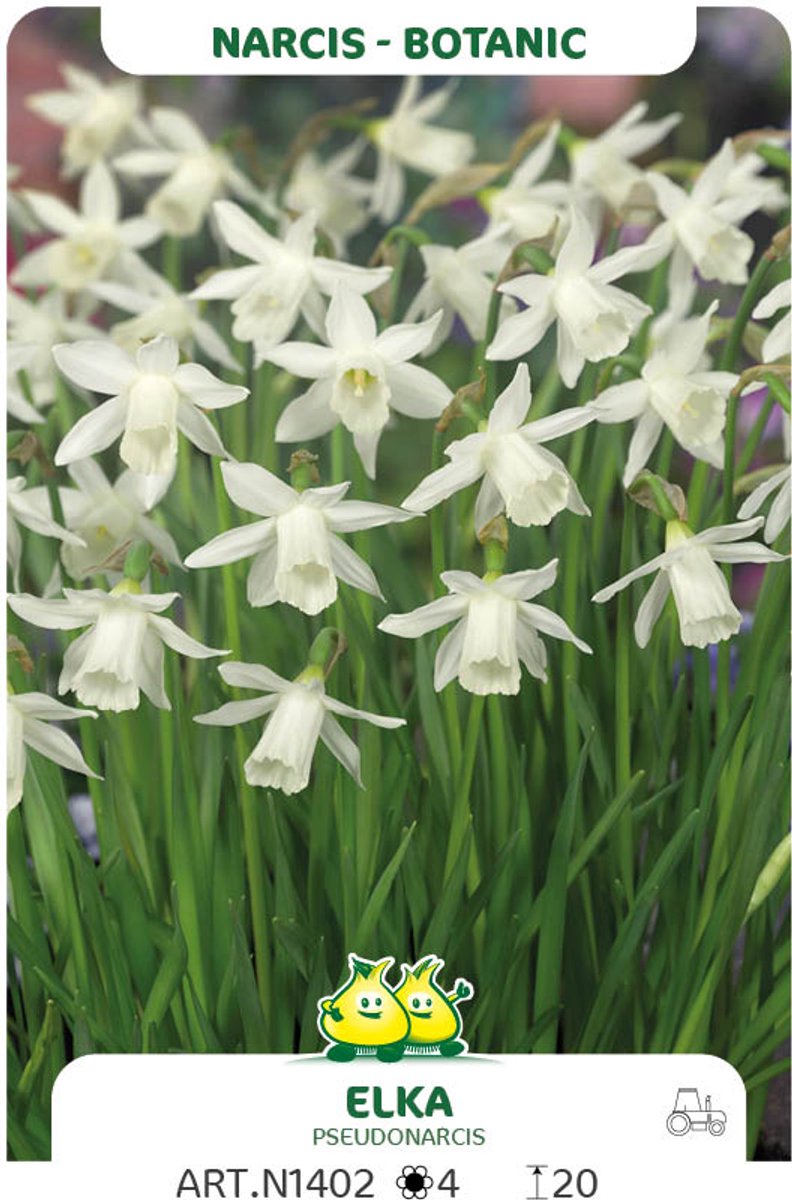 20 Bollen Botanische Narcis Elka maat 8/+