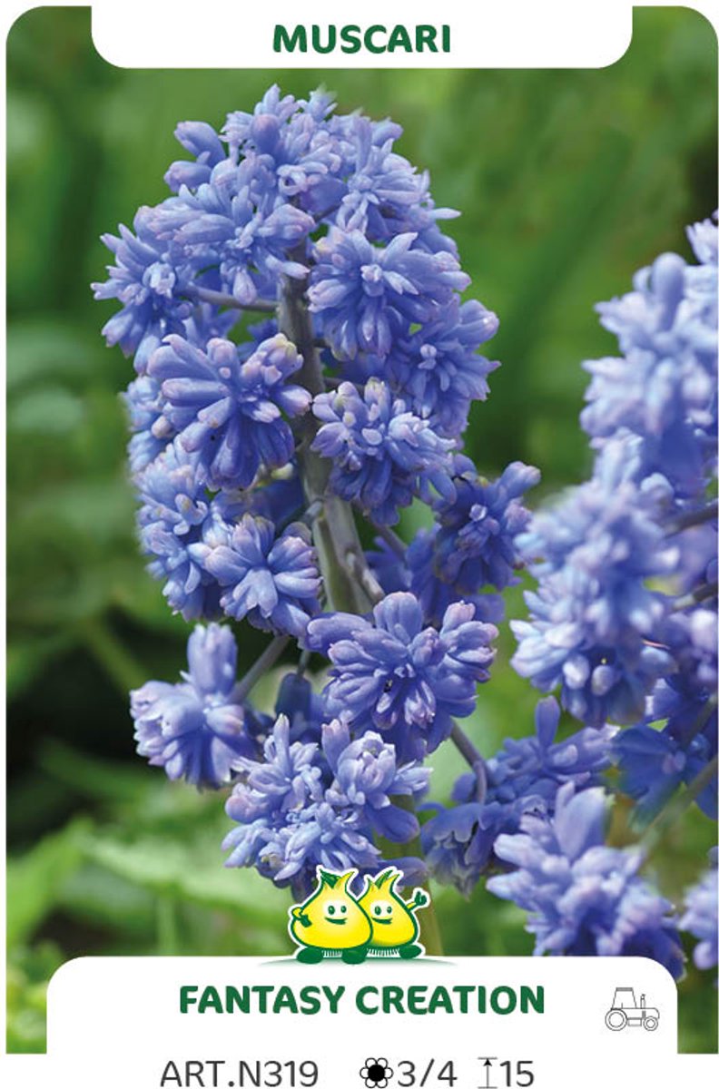 50 Bollen Muscari Fantasy Creation maat 8/+