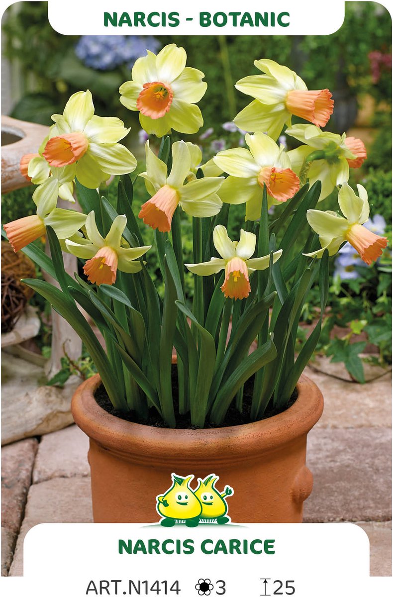 20 Bollen Botanische Narcis Carice maat 12/+