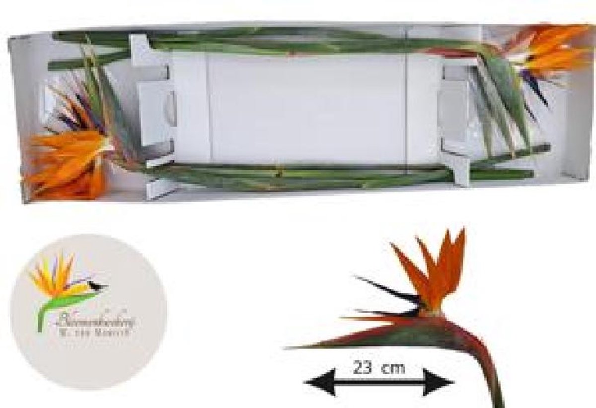 6x Strelitzia reginae