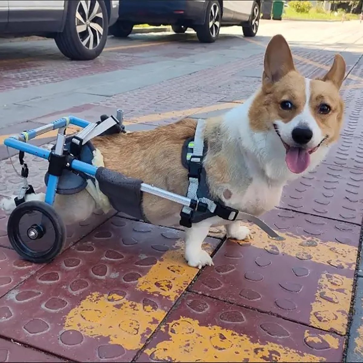 Honden rolstoel - Mobiliteitshulp - Huisdier ondersteunen - Verstelbaar ontwerp - Lichtgewicht frame - Zilver