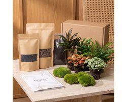 Planten terrarium pakket - Urban Jungle 5 - Coffea - Varen - Palm - 2x Fittonia - Navulling & Startpakket