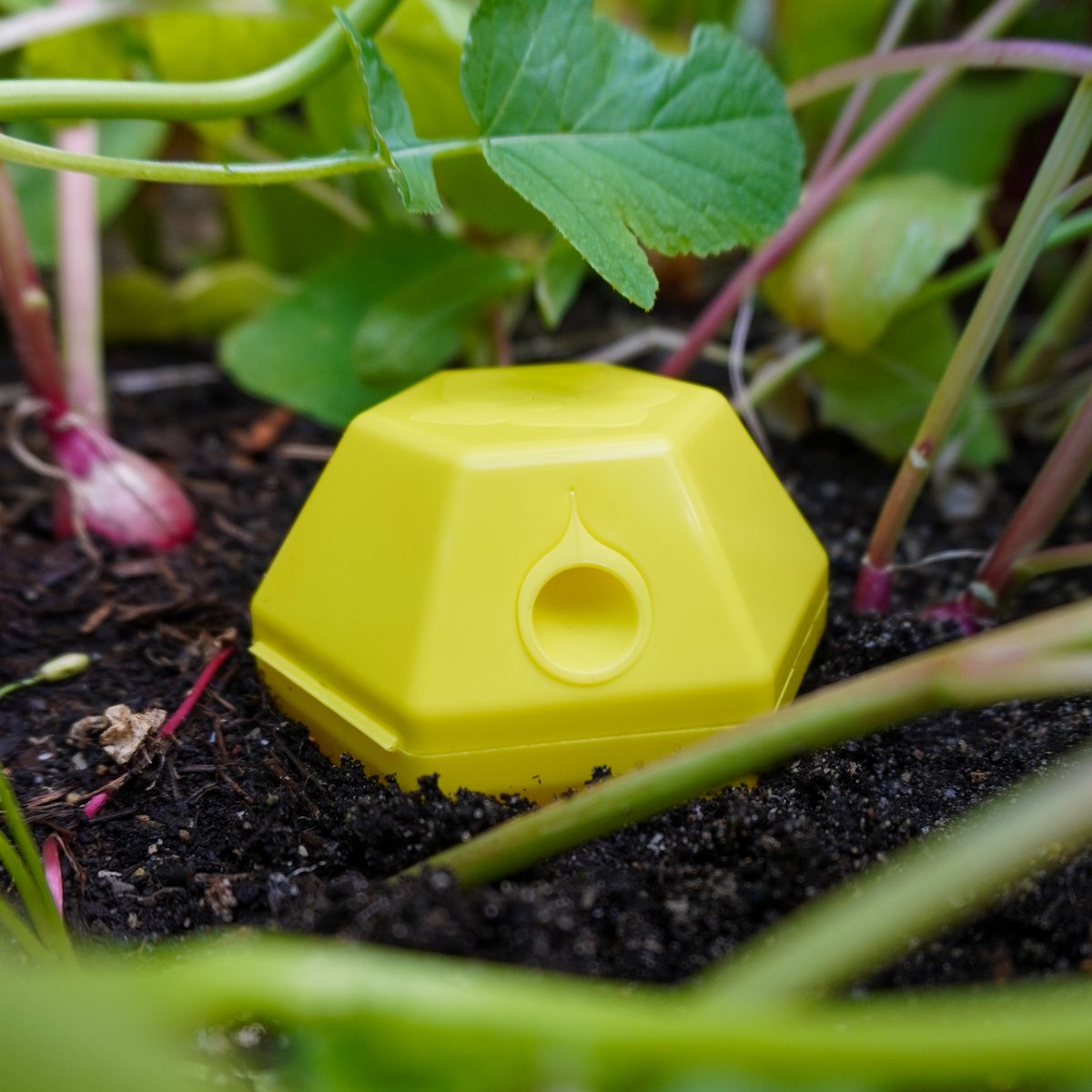 Slakkenval 4 stuks - Gifvrije slakkenvallen voor moestuin en tuin - Tegen Jonge Aardslakjes - Herbruikbaar - Stinkt Niet - Gemaakt in Nederland