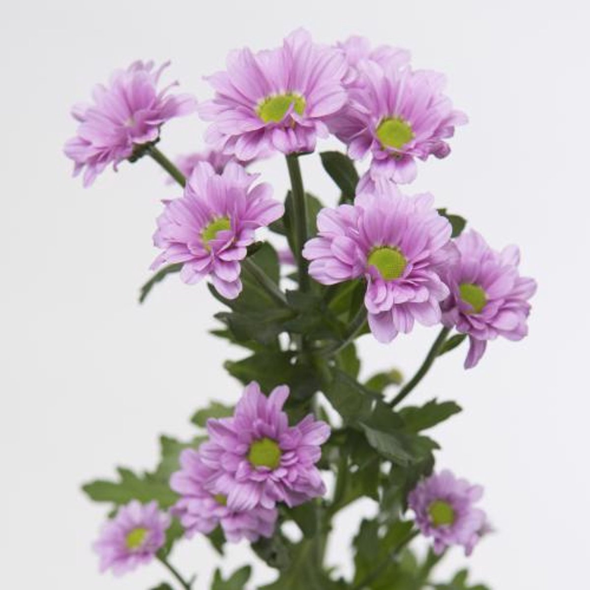 25x Chrysant san.krissi 50cm