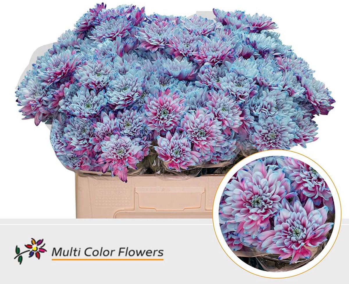 10x Chrysant overig 60cm