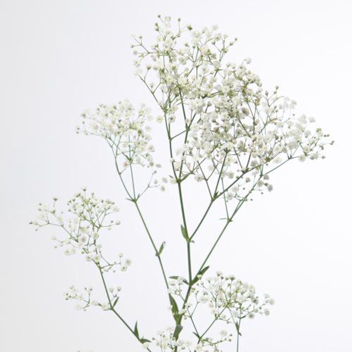 25x Gipskruid zinzi discovery 80cm