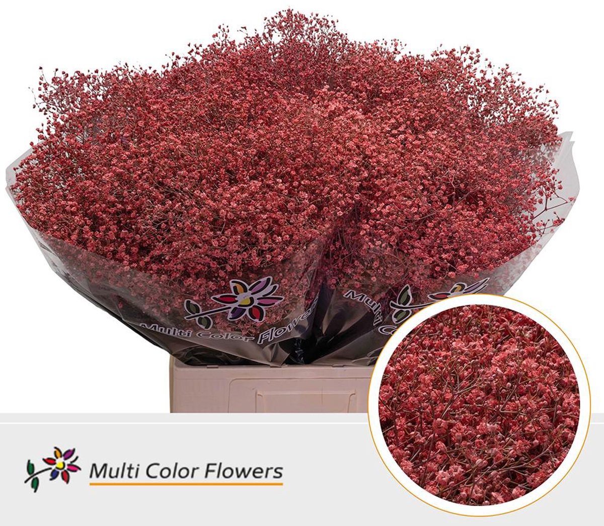 25x Gipskruid m.stars koraal 70cm
