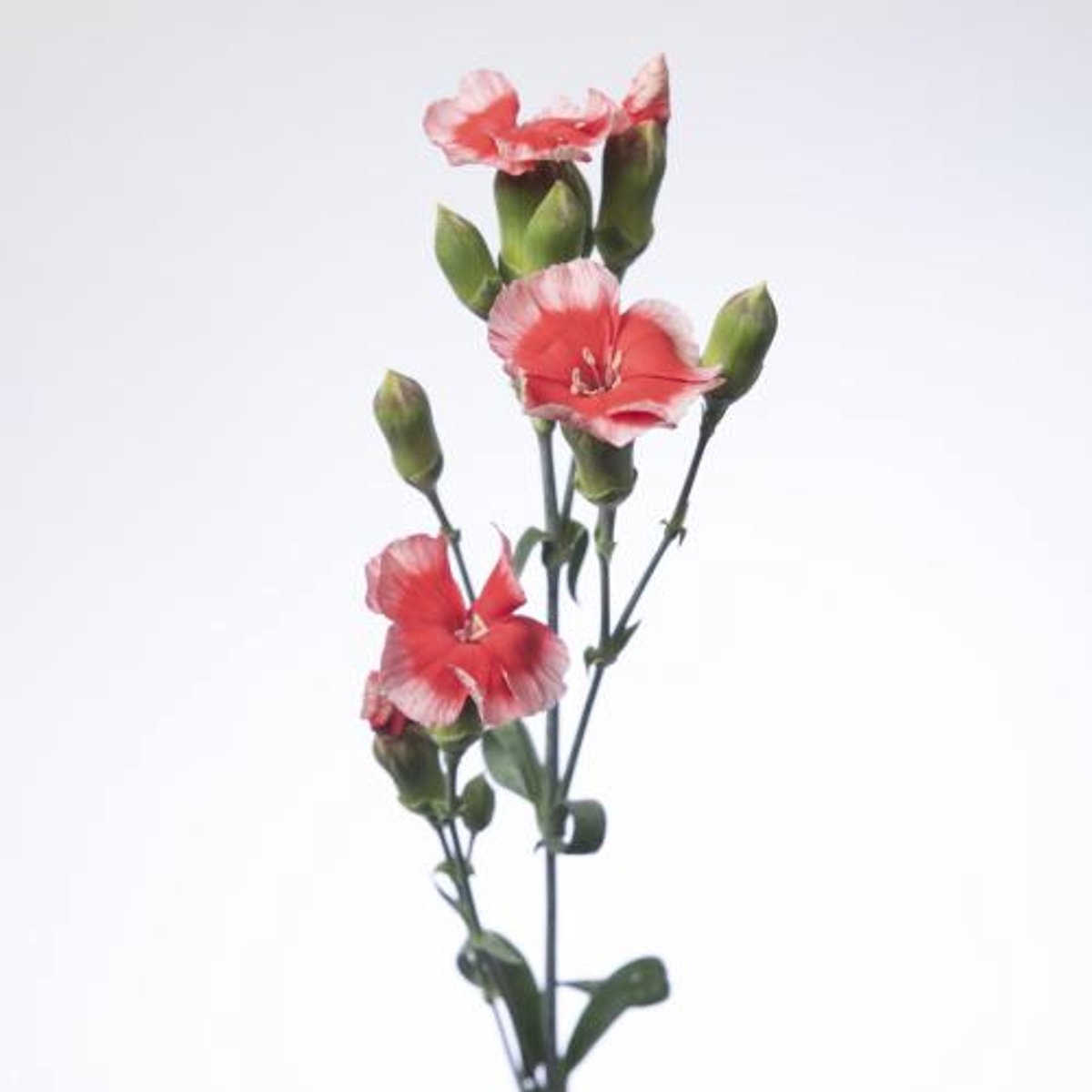 20x Dian.tr.solomio riv 60cm