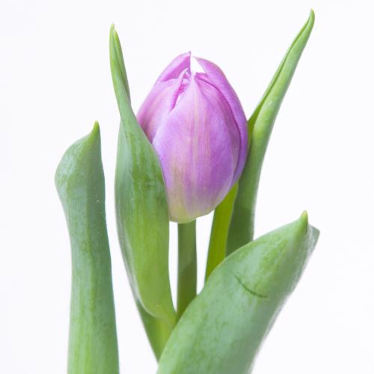 50x Tulipa double price du 30cm