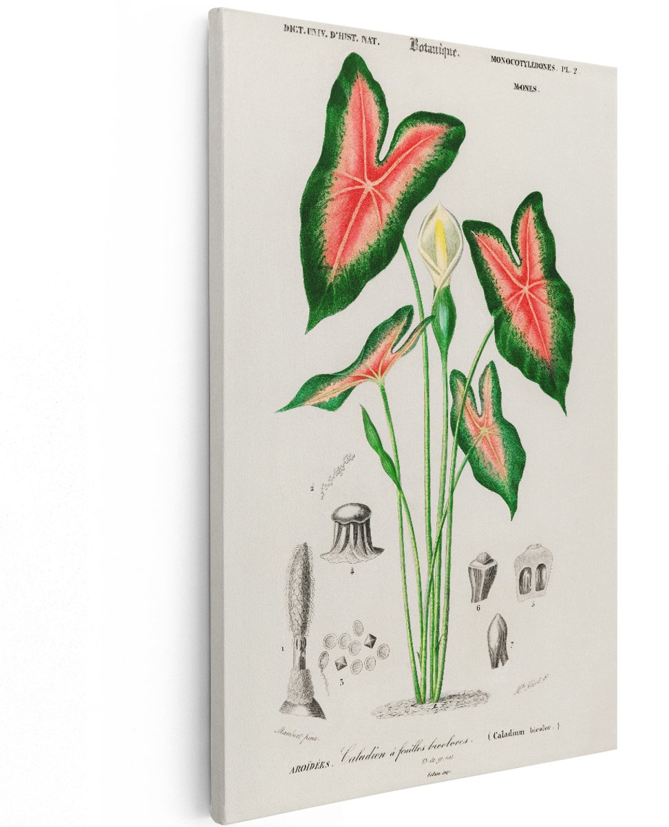 Artaza Canvas Schilderij Caladium Bicolor - 100x150 cm - Groot - Botanische Wanddecoratie Bloemen - Vintage Muurdecoratie Plant - Decoratie Woonkamer