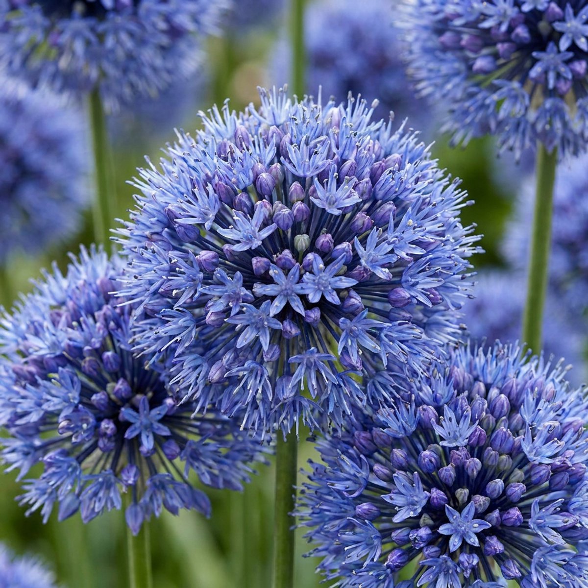 Green boutiQ - 80x Allium Caeruleum - Blauwe sieralui - Blauw - Zomerbloeier - Bolmaat 4/5