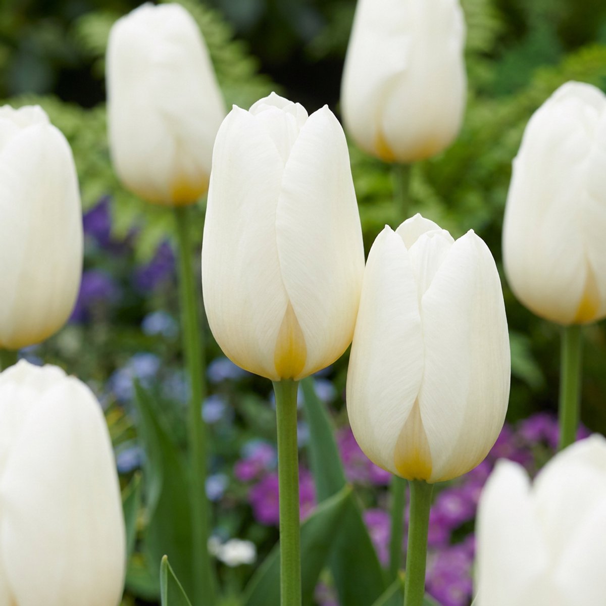 Green boutiQ - 60x Tulipa Triumph White - Triomftulp - Wit - Voorjaarsbloeier - Bolmaat 11/12