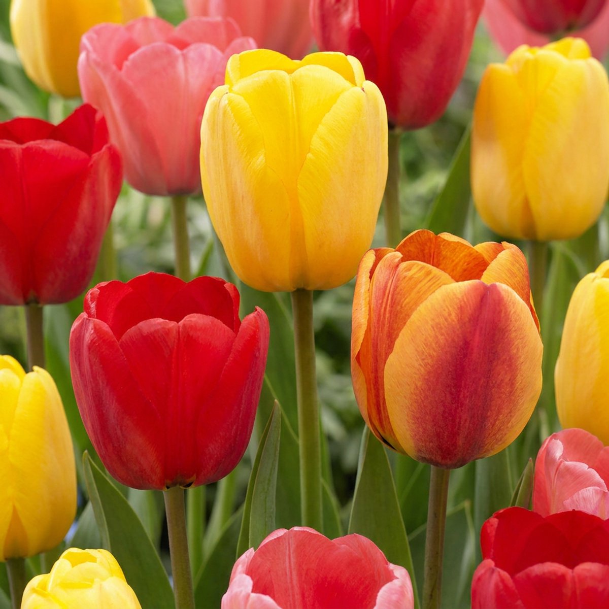 Green boutiQ - 160x Tulipa Darwin Hybride mix - Darwin-tulp mix - Diversen - Voorjaarsbloeier - Bolmaat 10/12
