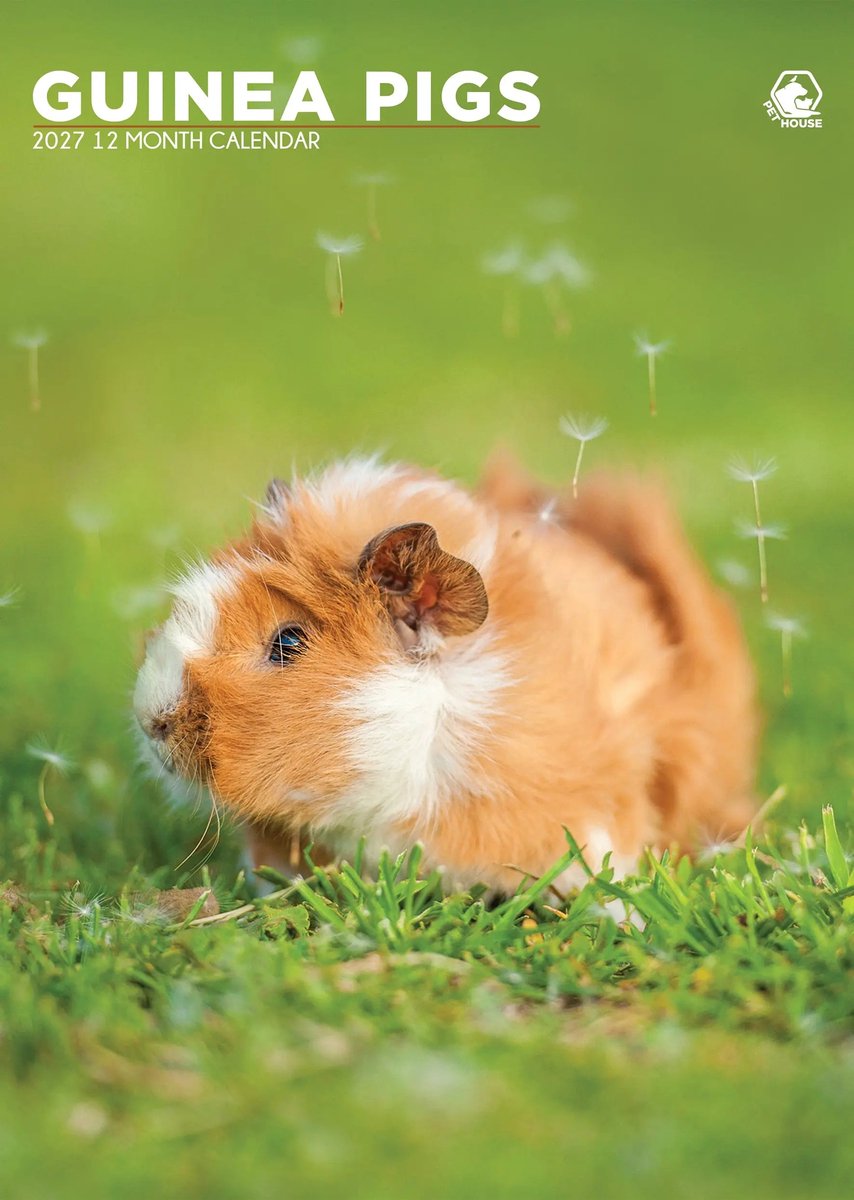 Cavia A3 Kalender 2027