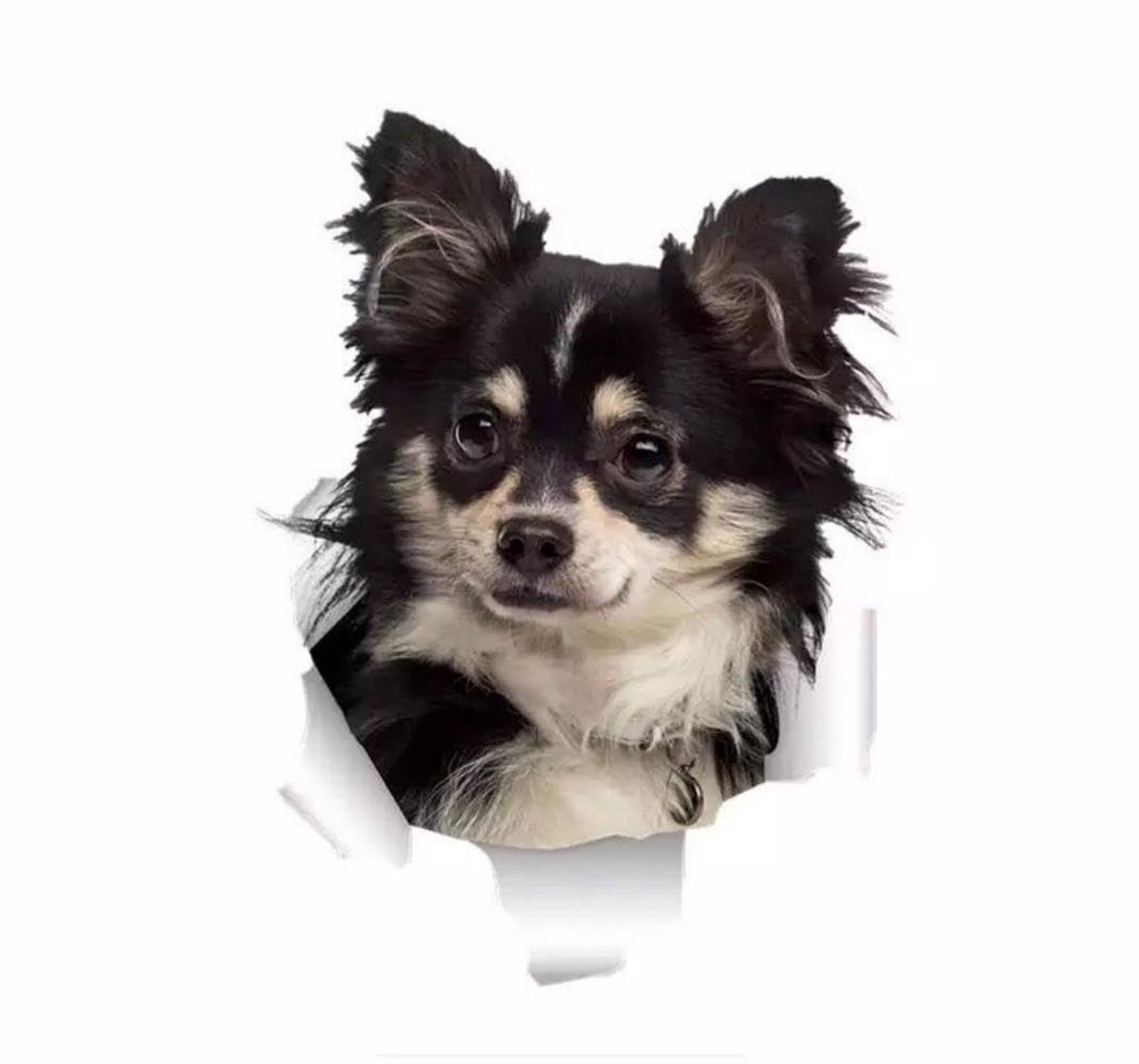 Elzusha - 3D Chihuahua Autosticker voor Auto en Laptop