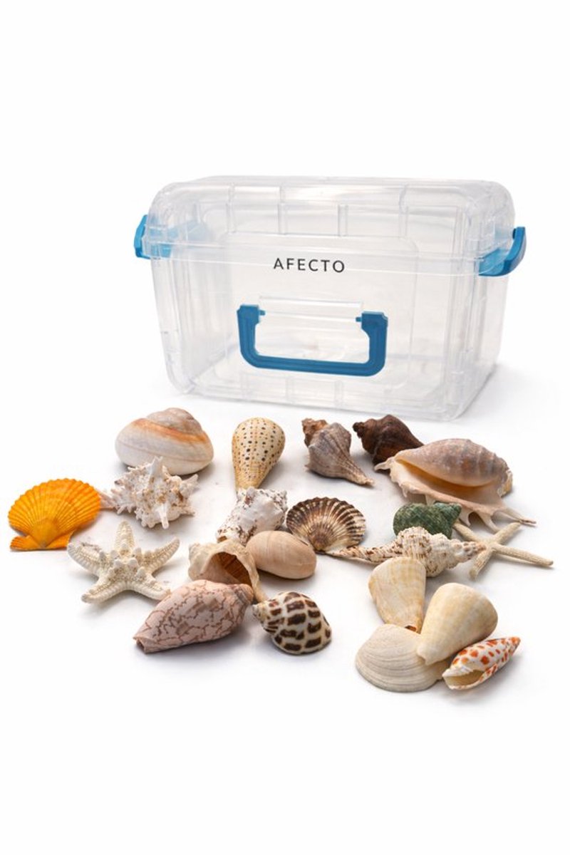Afecto complete set Schelpen – grote set natuurlijke schelpen en zeesterren – Schelpenset – Decoratie en Knutselen