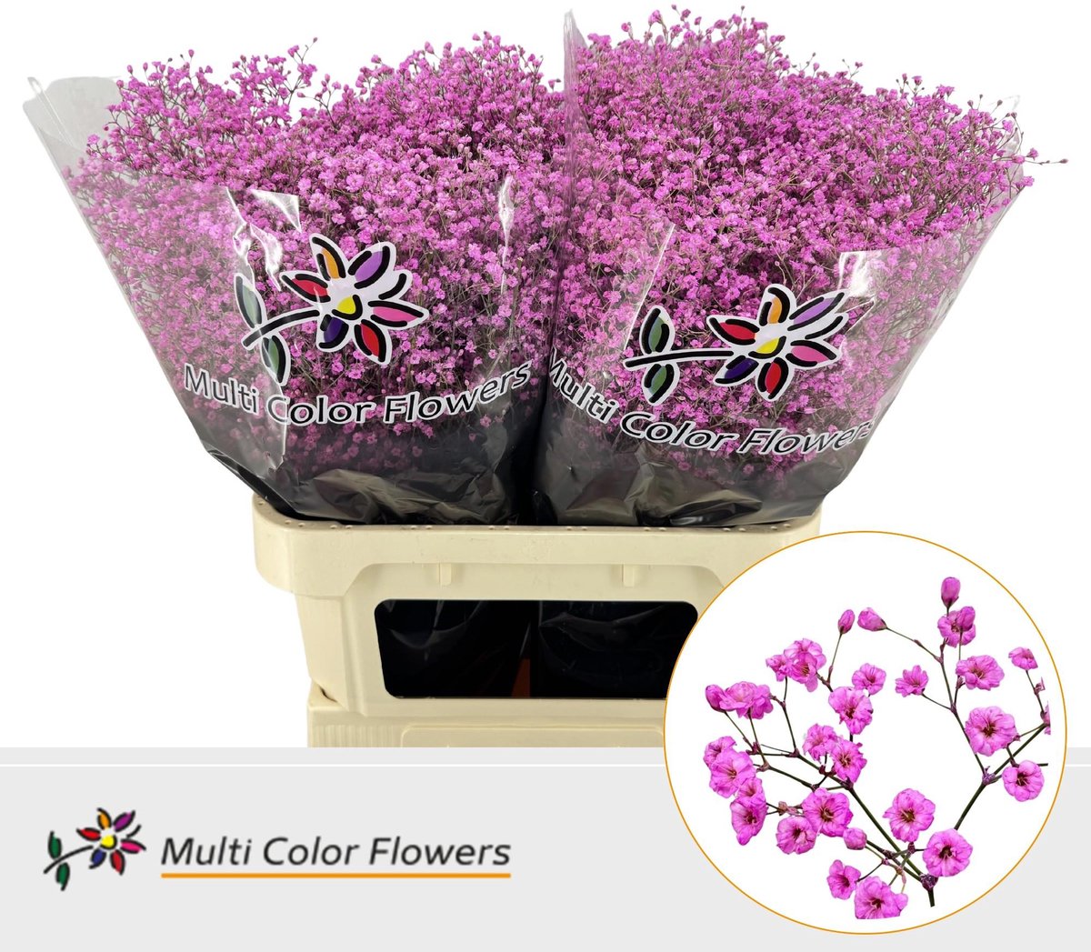 25x Gipskruid m.stars rose lady 80cm