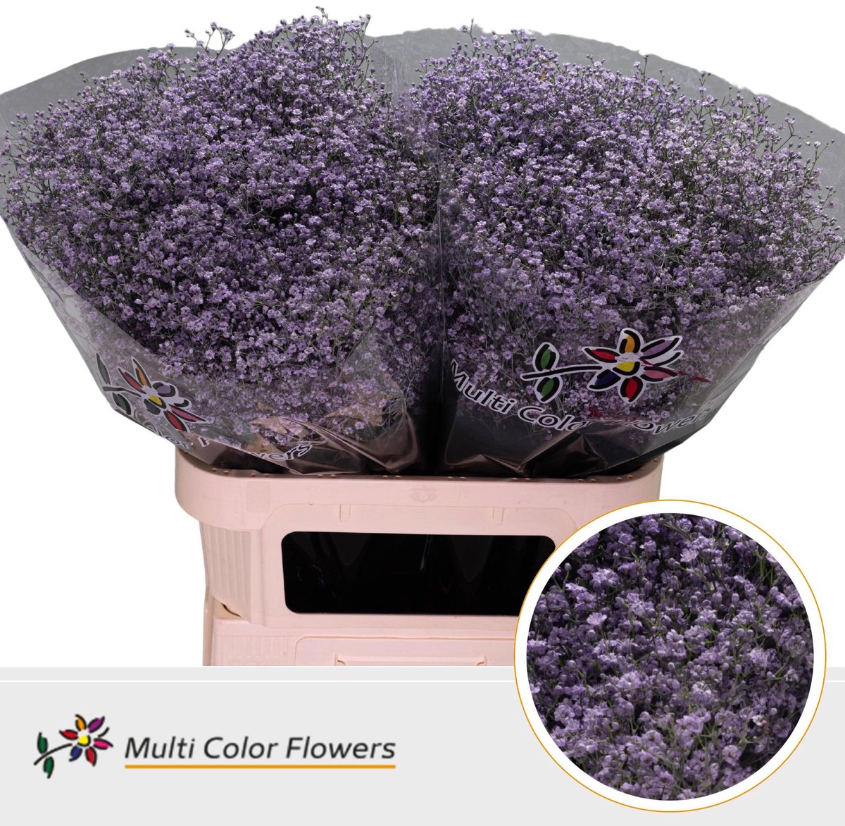 25x Gipskruid m.stars milka 80cm
