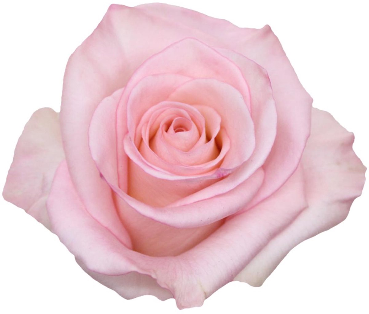 25x Rosa rhoslyn 40cm