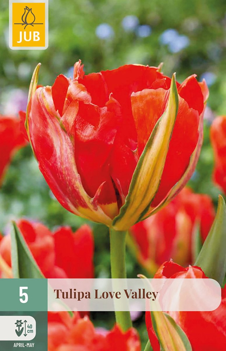 Tulipa Love Valley bloembol JUB 5 stuks