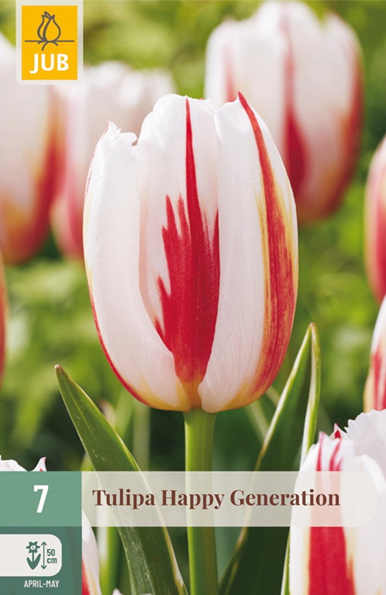 Tulipa Happy Generation bloembol JUB 7 stuks