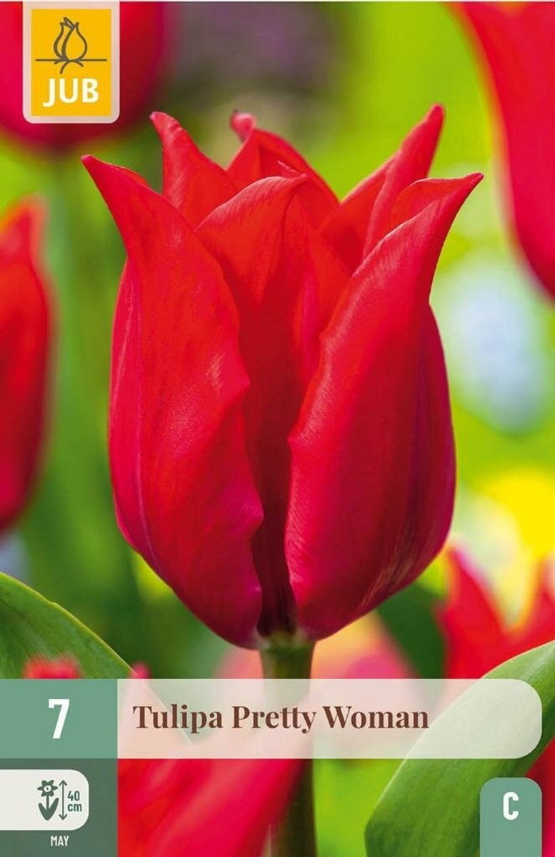 Tulipa pretty woman 7st JUB