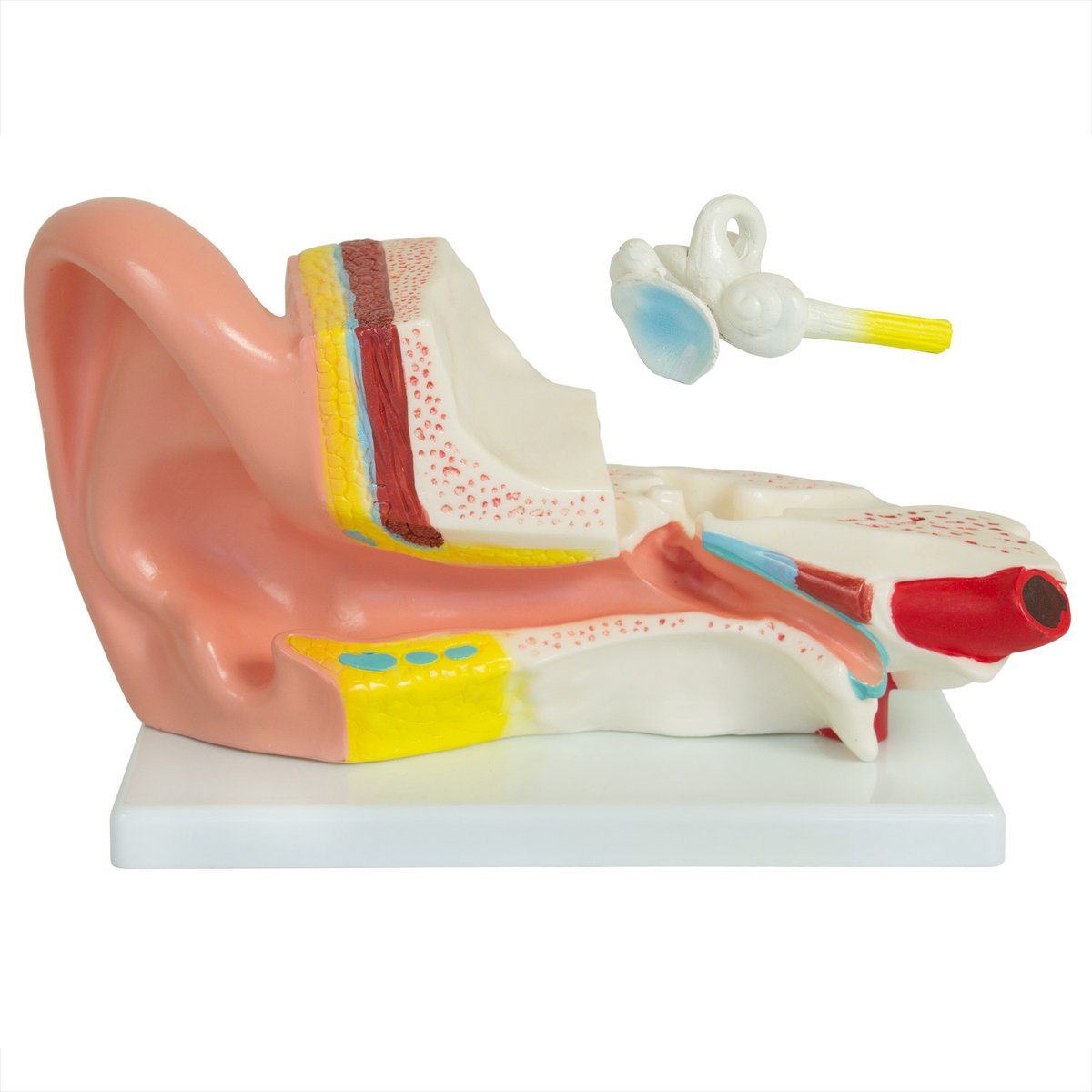 MedMod Anatomisch Model van het Oor, Robuust Anatomisch Model van het Binnenoor en de Gehoorgang, 30 x 18 x 13 cm, voor School, Universiteit en Anatomieopleiding, Lesmodel
