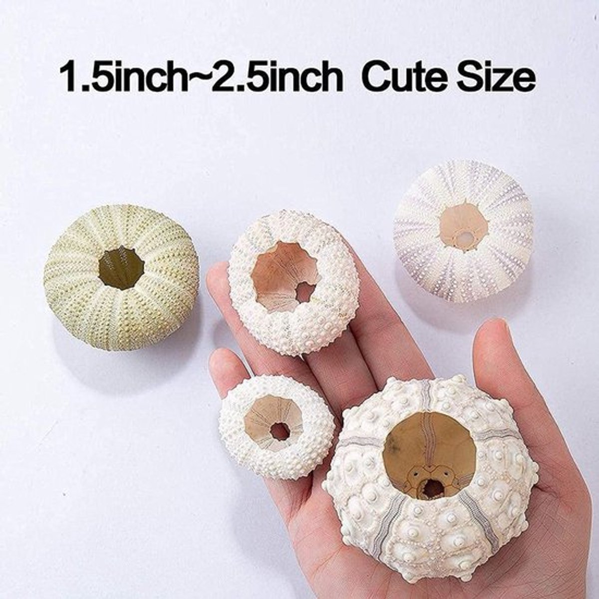 Conch Houder - 5 Stuks - Zee-egelschelp Hangpot - Decoratieve Display - Luchtplanthanger - Veilig Materiaal - Vijf Kleuren