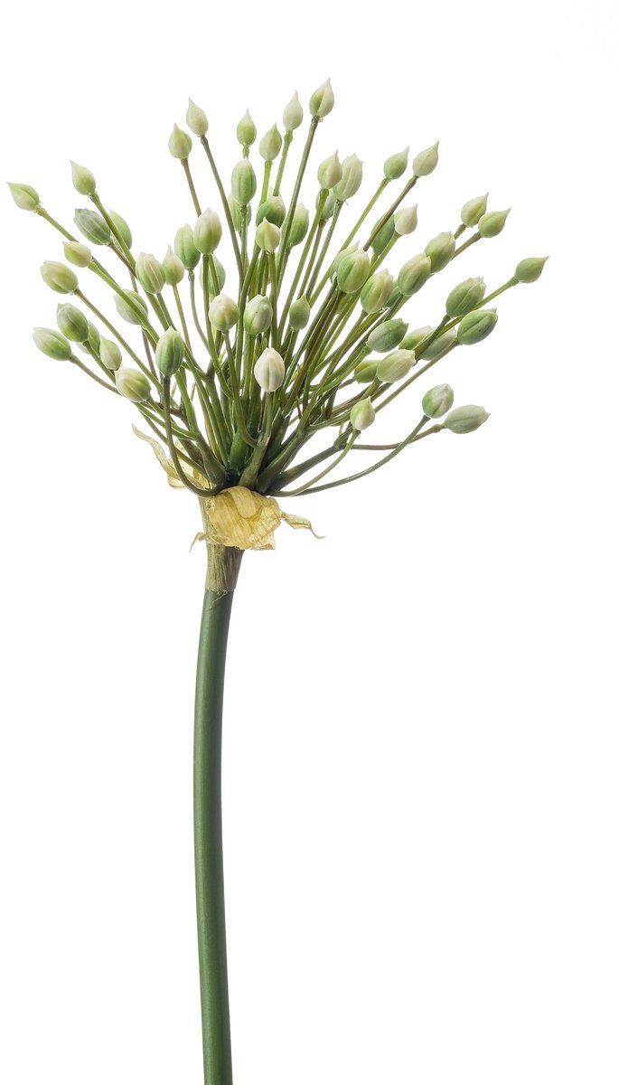 Emerald Kunstbloem Allium bloemknoppen 70cm wit - Kunstplant voor binnen