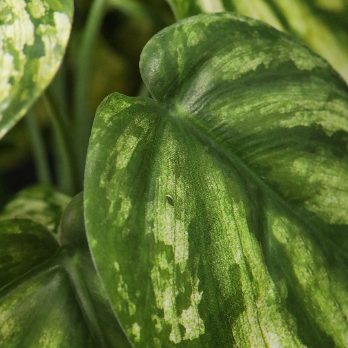 Peperomia Gold Dust kunstplant 20cm in kweekpot