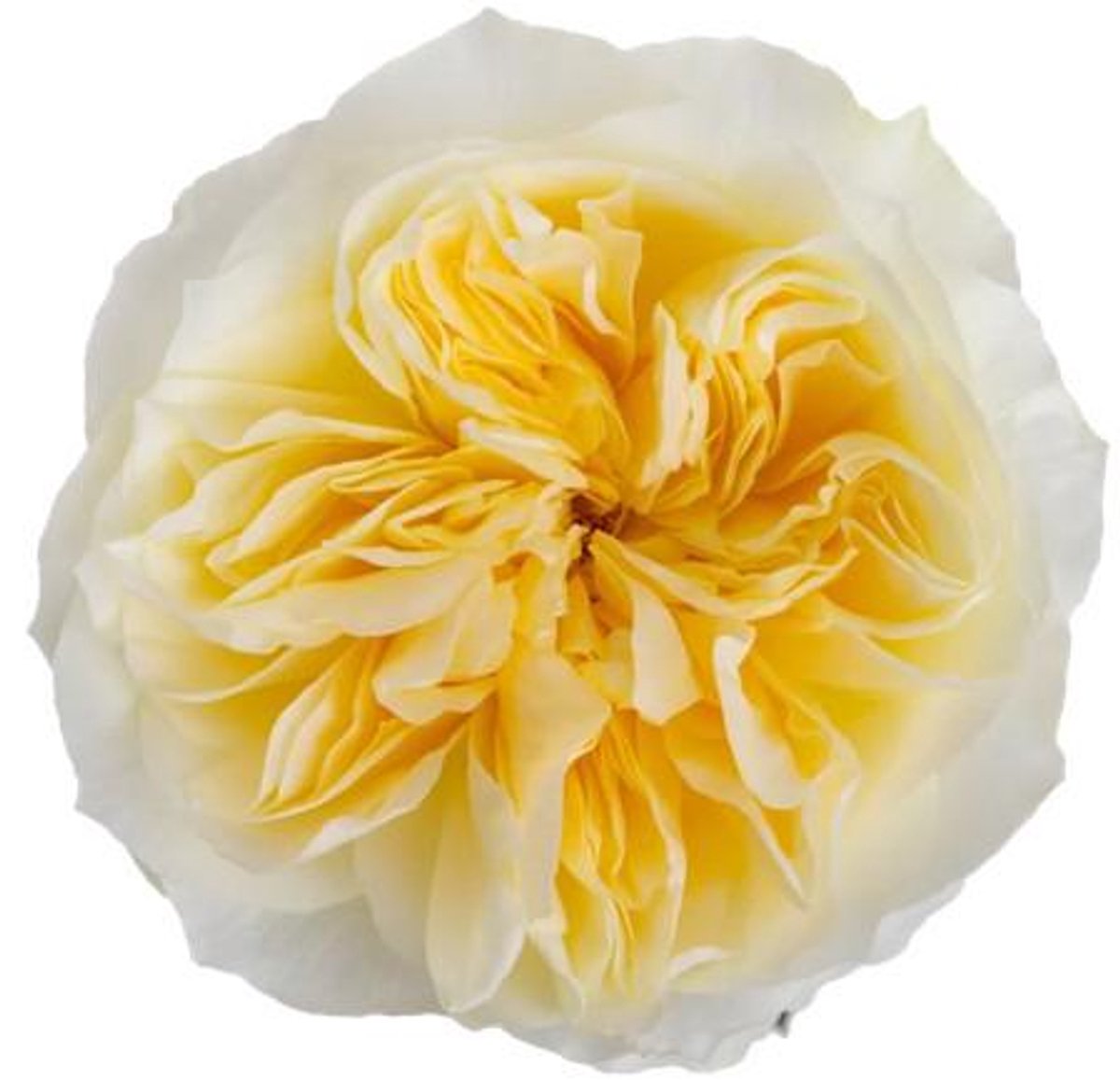 25x Rosa antonia gardens! 50cm