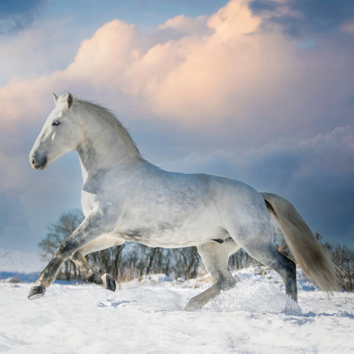 NOTIQUE Muurkalender 2026 Paarden, maandkalender in brochure, esthetisch ontwerp 30 x 30 cm (geopend 30x60) - ShopVlot