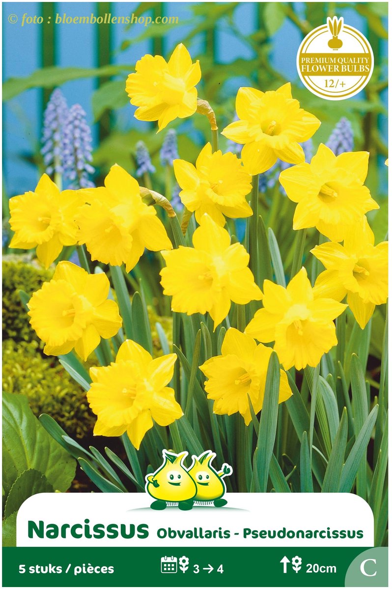 3 Zakjes Botanische narcis Obvallaris maat 12/+