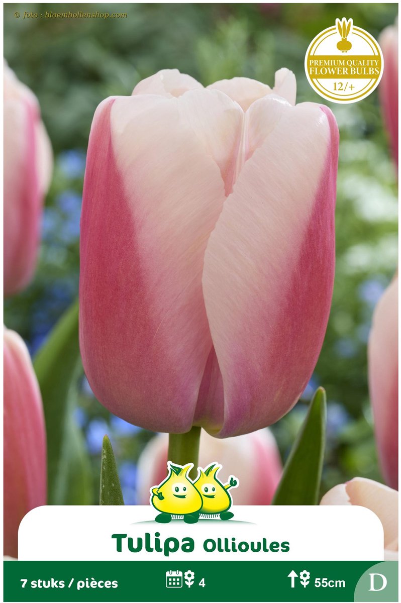 2 Zakjes Darwin Tulp Ollioules maat 12/+