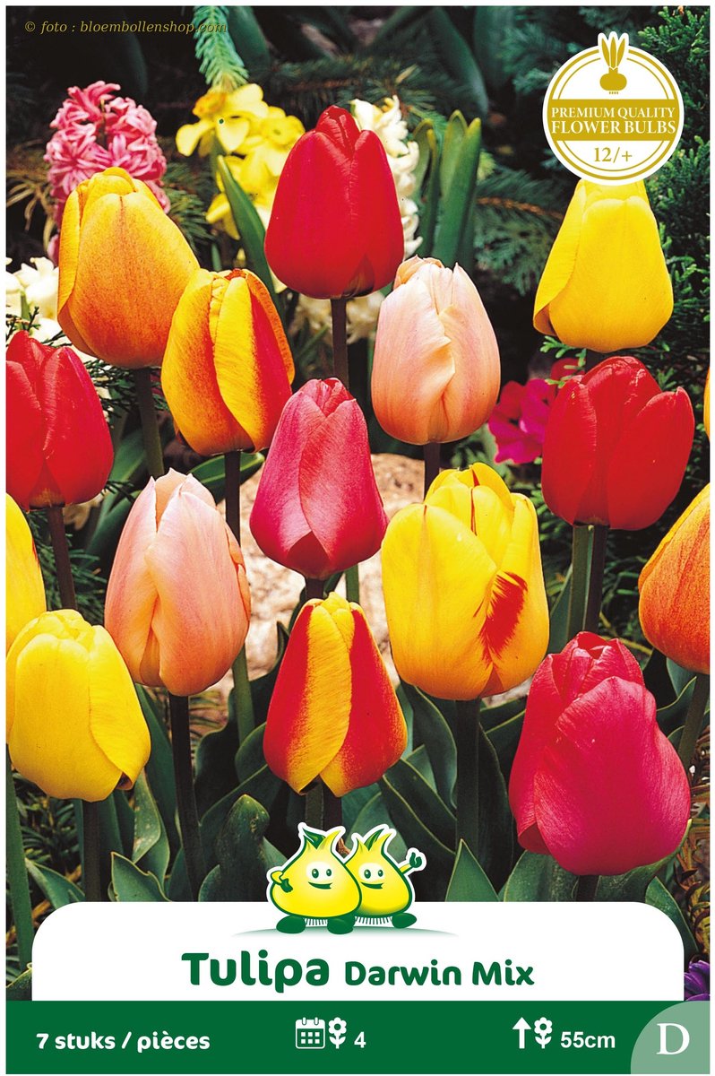 2 Zakjes Darwin Tulp Hybrie gemengd maat 12/+