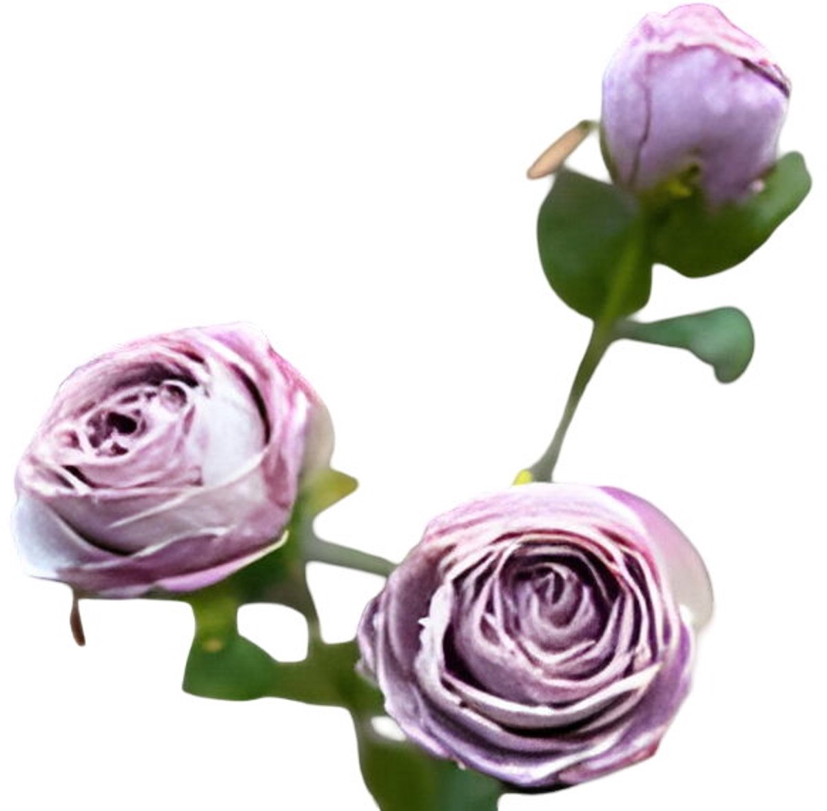 Buitengewoon Boet Roze 3 knoopjes licht violet Buitengewoon de Boet