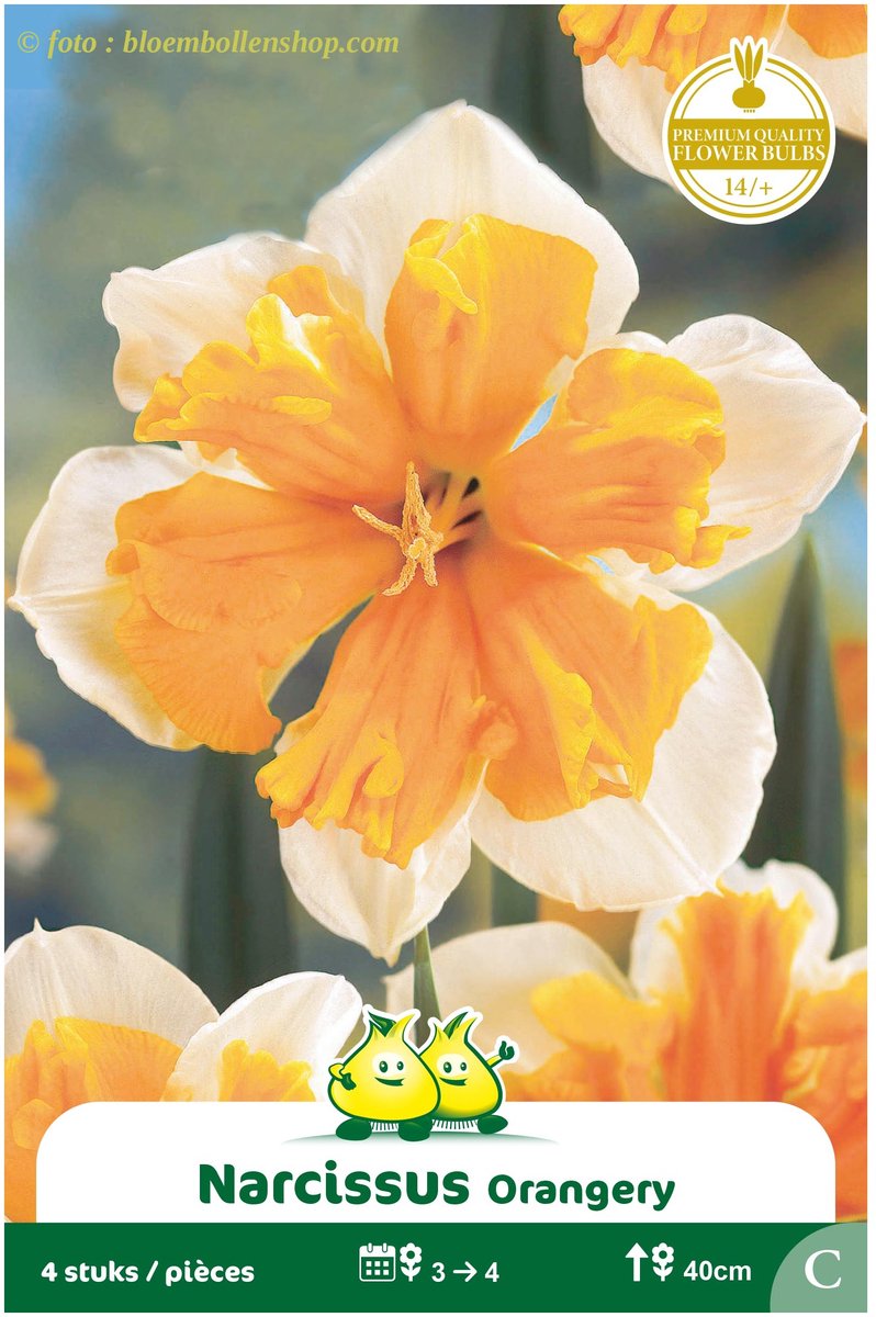 3 Zakjes Narcis Split Orangery maat 14/+
