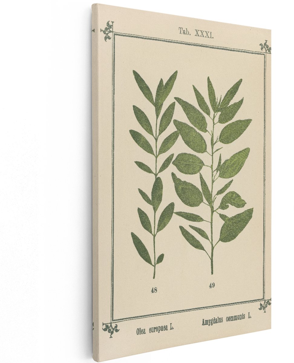 Artaza Canvas Schilderij Botanische Illustratie Olijfboom - 120x180 cm - Groot - Wanddecoratie Vintage - Muurdecoratie Plant - Decoratie Groen