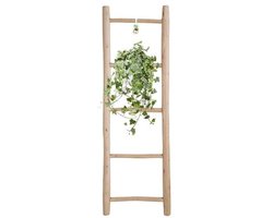 Hedera Helix Gold Child - Hang/XXL - Ø24cm - cm