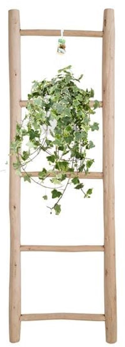 Hedera Helix Gold Child - Hang/XXL - Ø24cm - cm