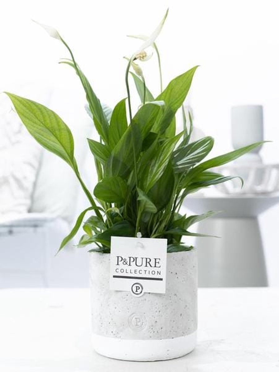 Spathiphyllum In P&PURE Jade Ceramics - Ø12cm - 35cm