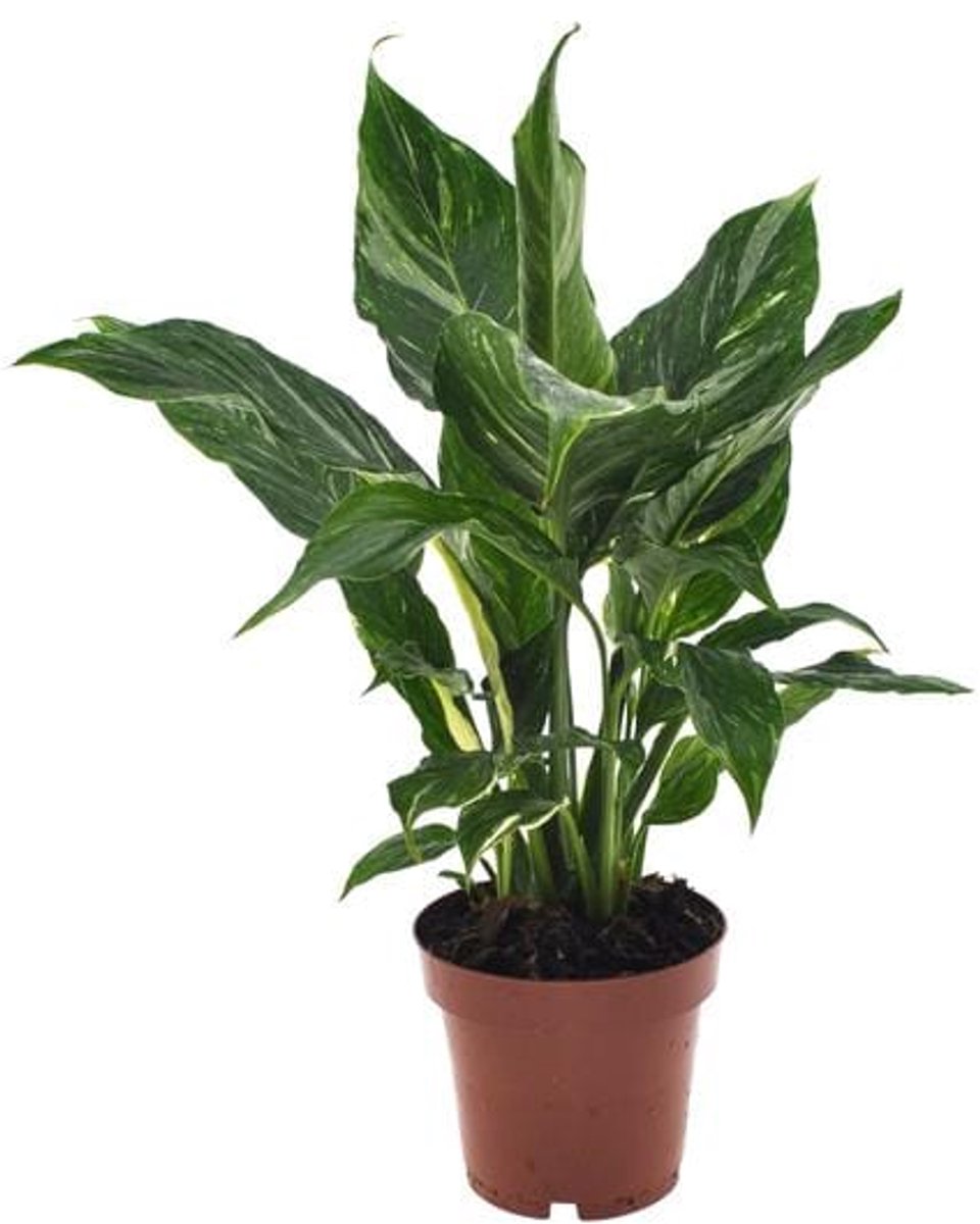 Spathiphyllum Diamond - Ø12cm - 40cm