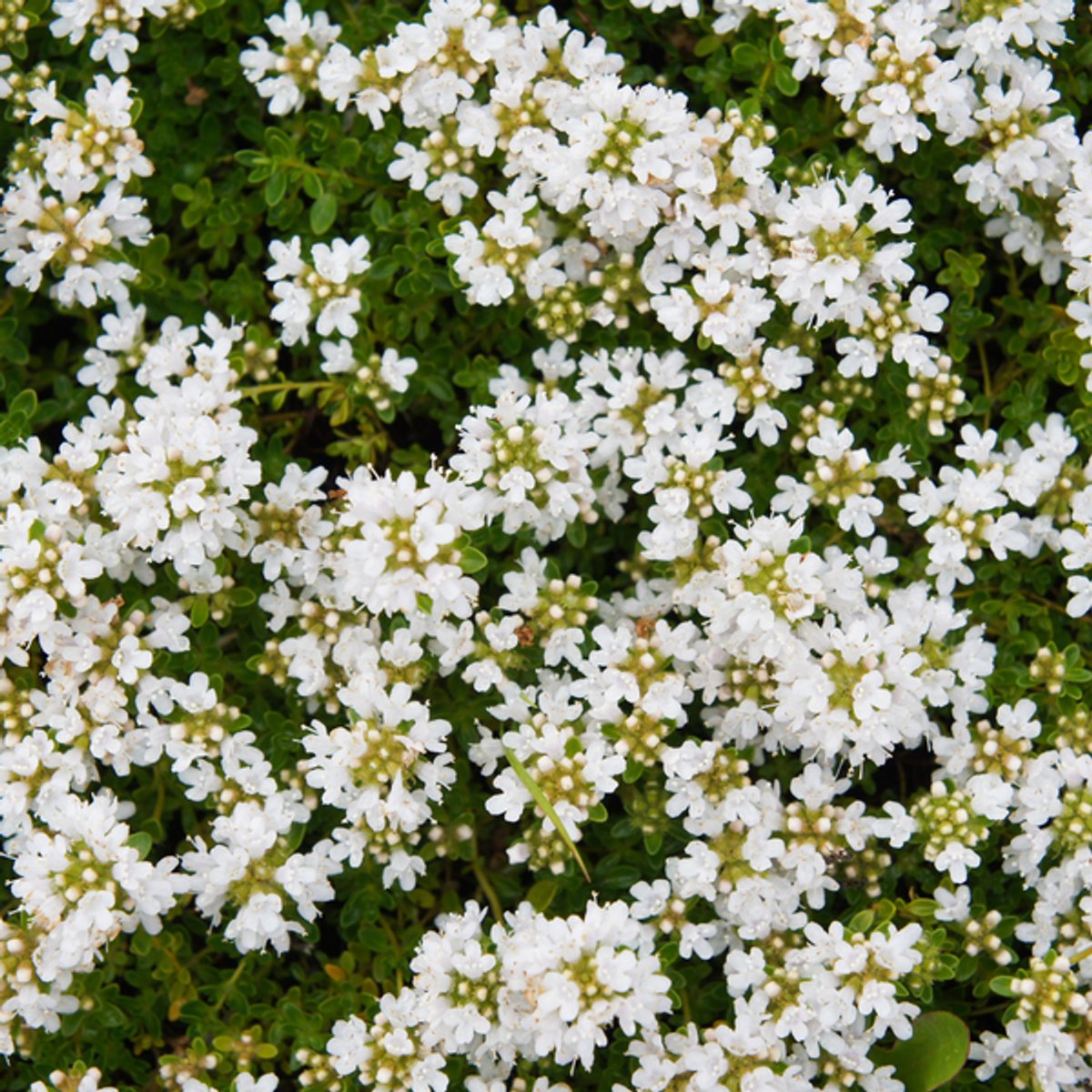 60x Thymus praecox 'Albiflorus' - 10-25cm - Ø9cm