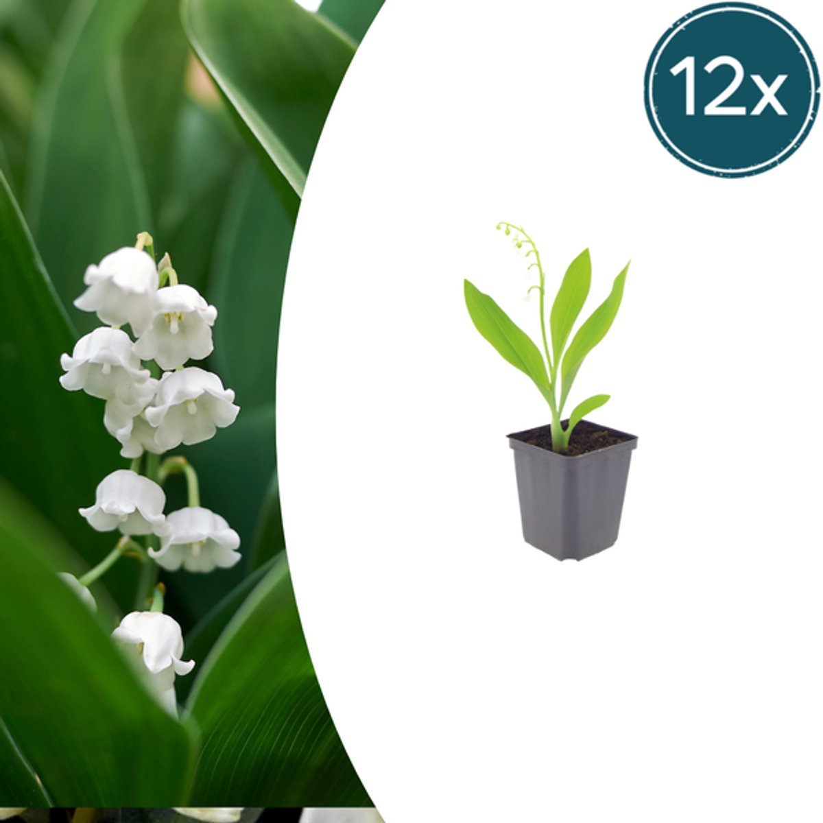 12x Convallaria majalis - 10-25cm - Ø9cm
