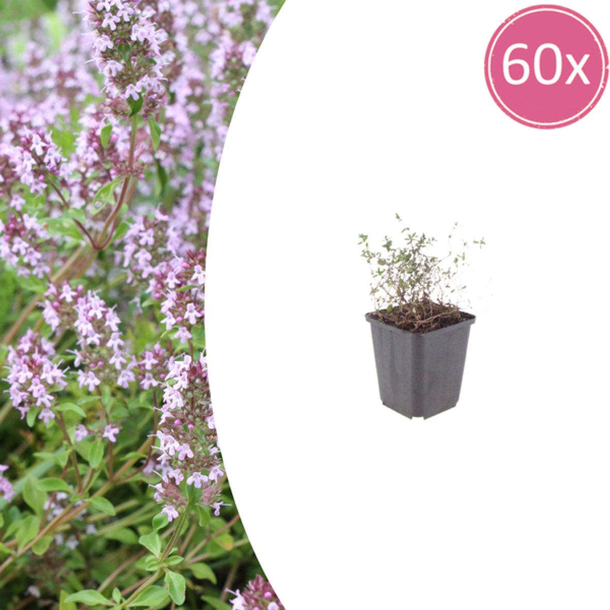 60x Thymus vulgaris - 10-25cm - Ø9cm