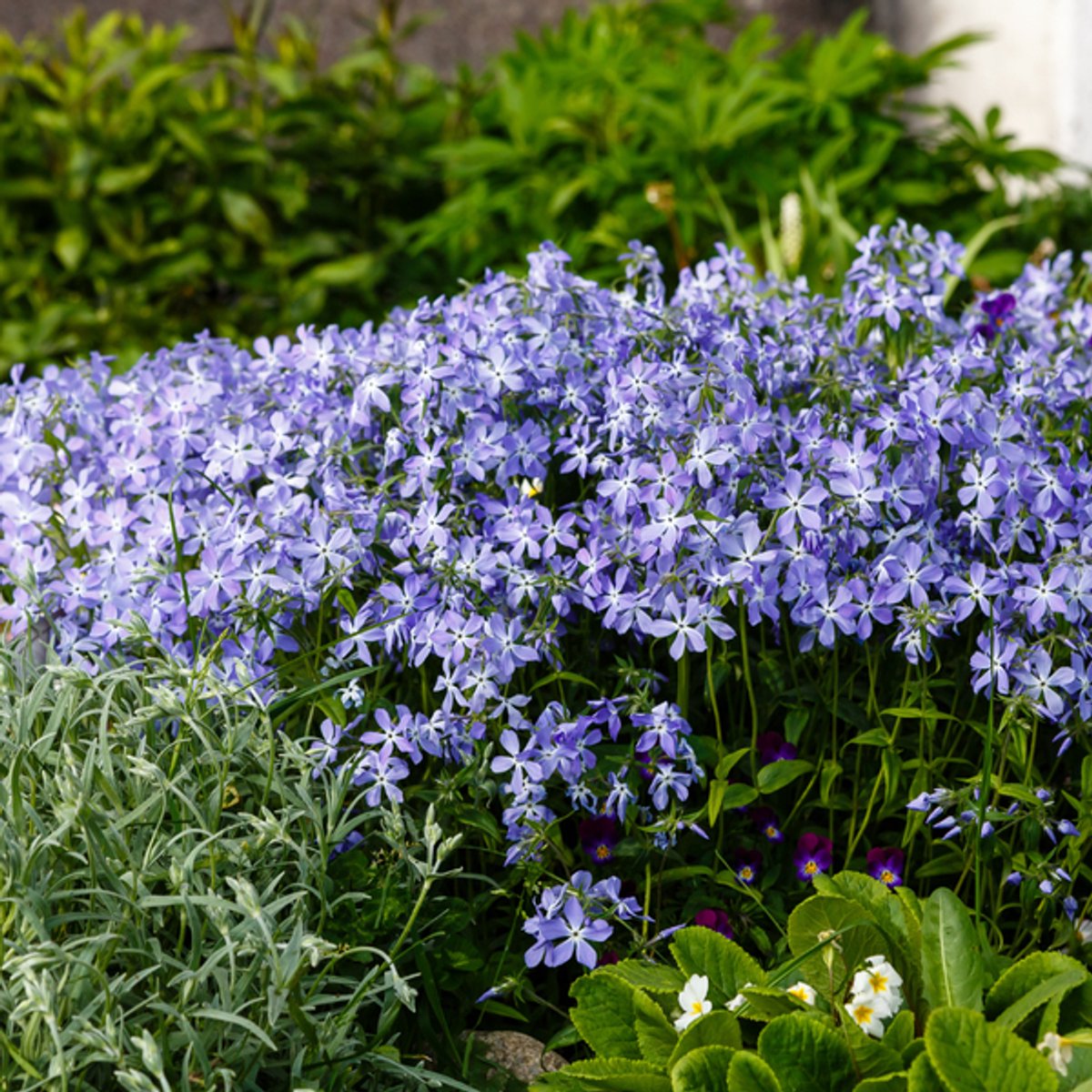 6x Phlox (S) 'Emerald Cushion Blue'- 10-25cm - Ø9cm