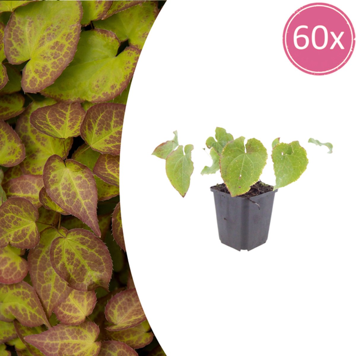 60x Epimedium perralc. 'Frohnleiten' - 10-25cm - Ø9cm