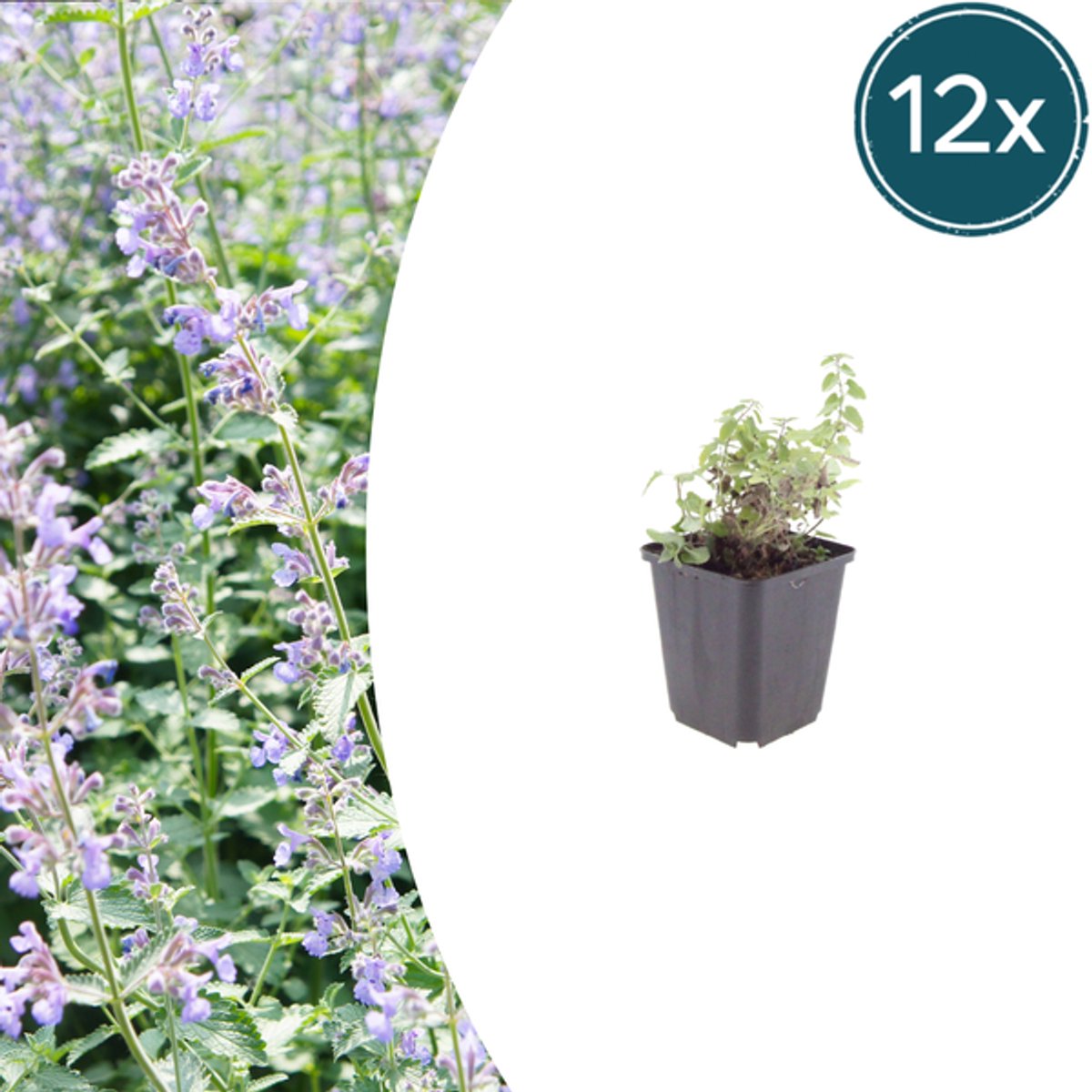 12x Nepeta faassenii - 10-25cm - Ø9cm