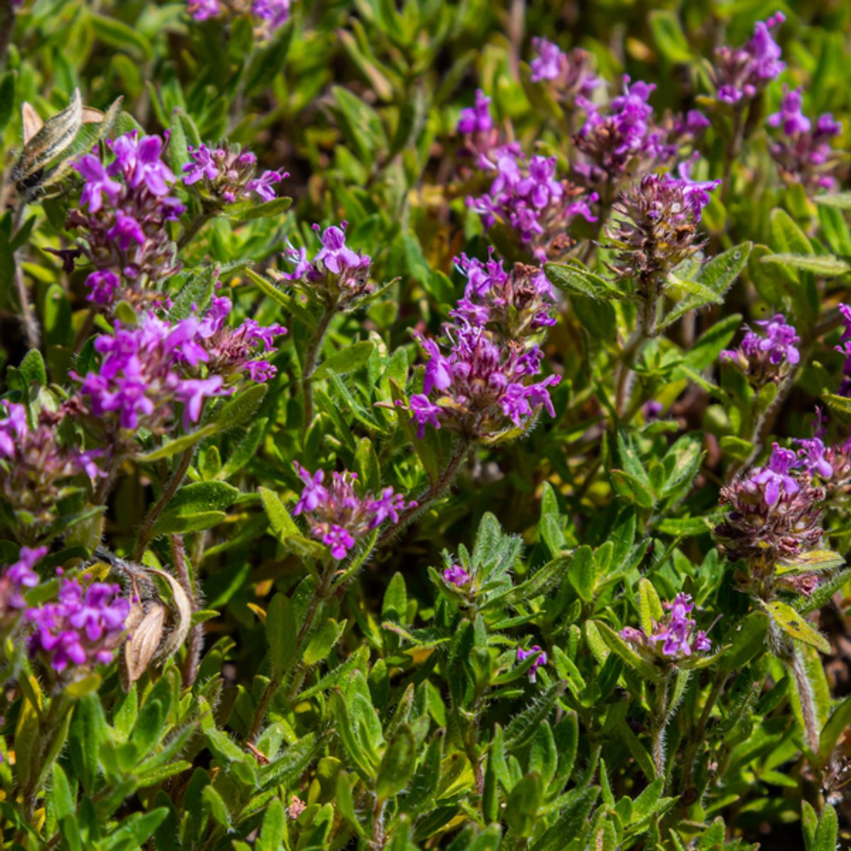 12x thymus serpyllum - 10-25cm - Ø9cm