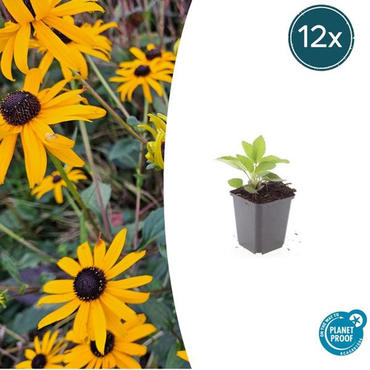 12x Rudbeckia fulgida 'Goldsturm' - 10-25cm - Ø9cm